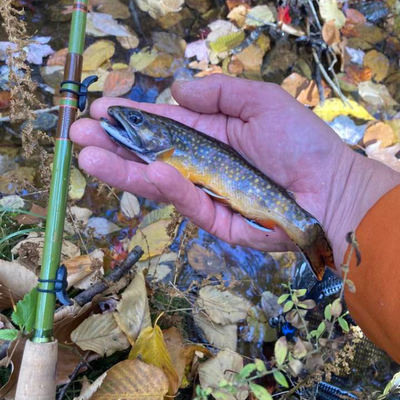 This is a small Brooke trout which was caught on the 6:4 action Tenkara Rod, Baby RodZilla. It is a green triple zoom Tenkara rod, and is very light to the feel.