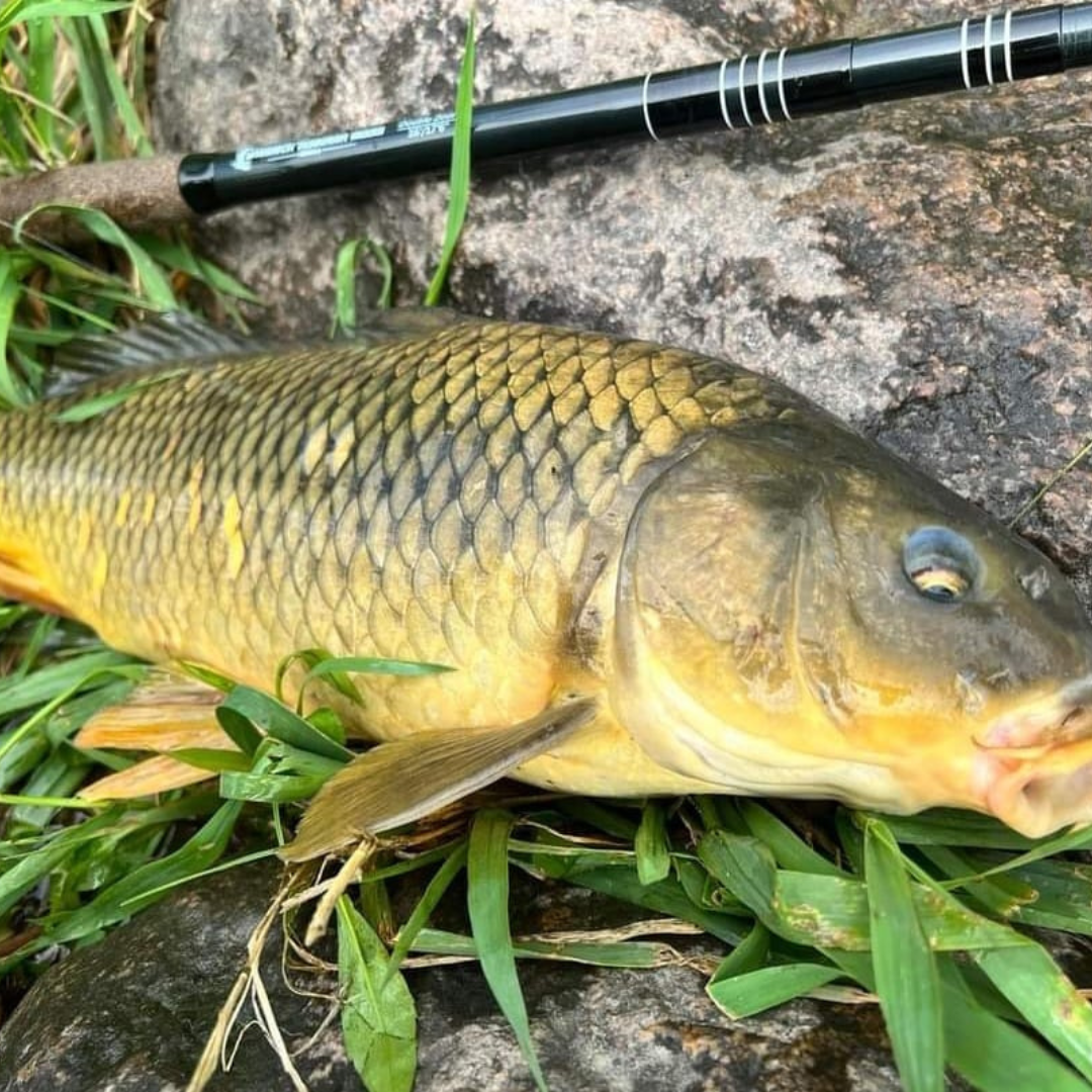  This is a big Carp which a customer caught with the Wasatch Tenkara Rods, RodZilla!