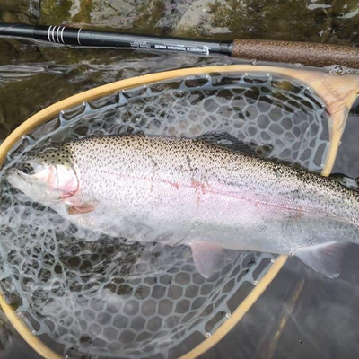 This is a Rainbow Trout a customer caught while fishing with the Wasatch Tenkara Rods, RodZilla!