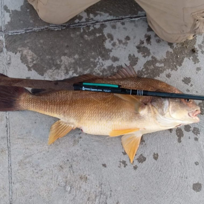 This is a big fish a customer caught while fishing with the Wasatch Tenkara Rods, RodZilla!