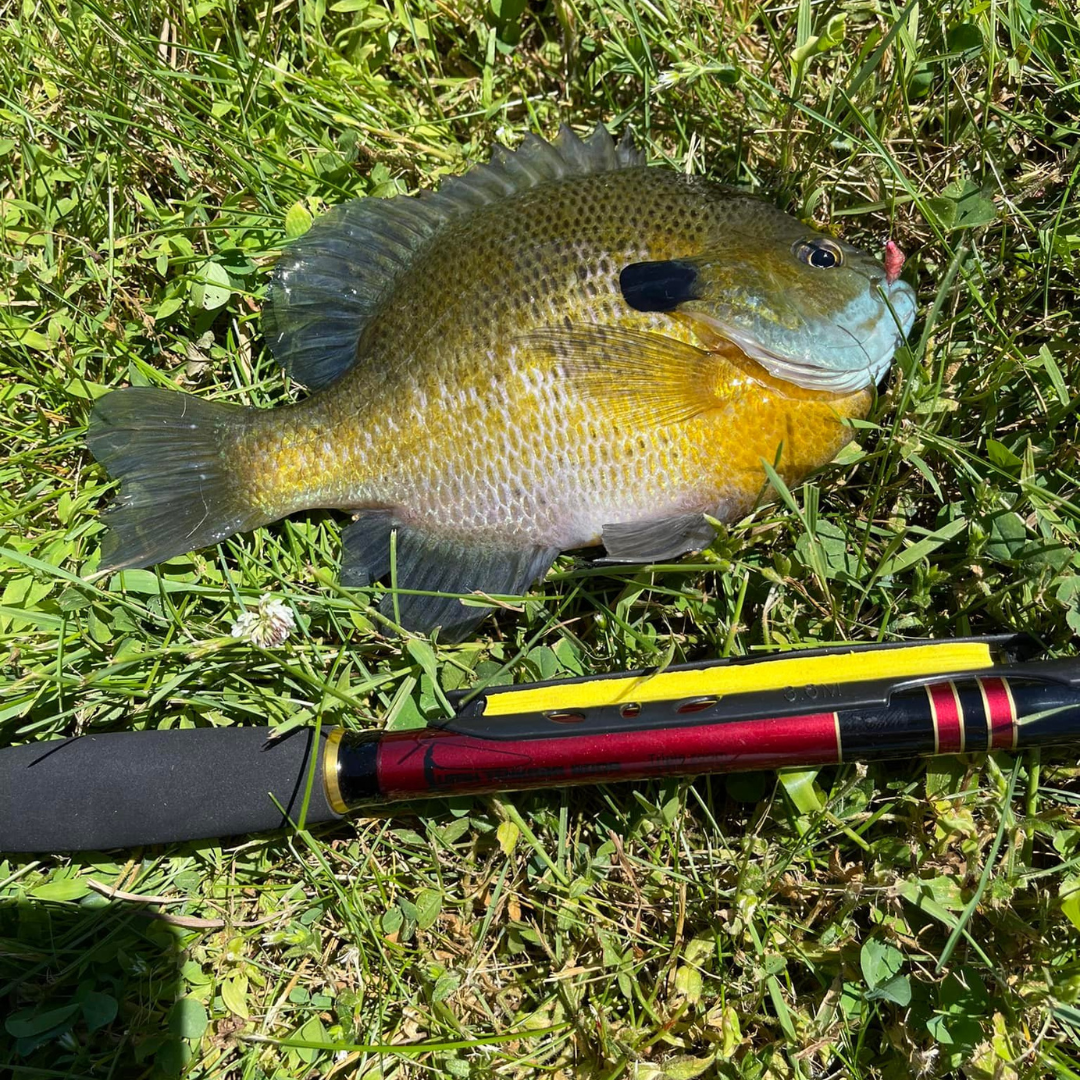 The Akai Samurai is a great Tenkara rod. In this photo you can see one of our customers caught a sunfish or Bluegill. It is a light action rod, but doesn't lack in how strong of a Tenkara rod it is.