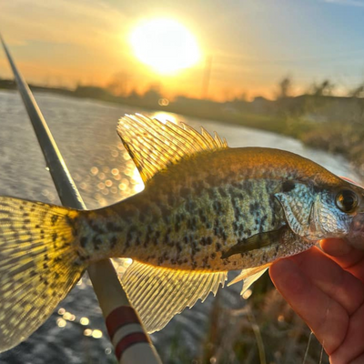 The T-Hunter is a versitle triple zoom tenkara rod. In this photo a customer landed a stunning fish right at sunset!