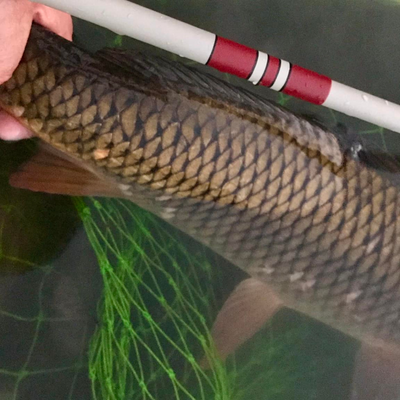 The T-Hunter is a strong and versitle triple zoom tenkara rod. In this photo a customer landed an amazing carp. It couldn't even fit in the photo!
