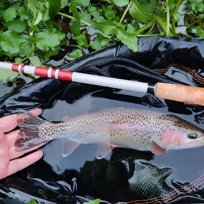 The T-Hunter is a strong and versatile triple zoom tenkara rod. In this photo a customer has a nice Rainbow in the net!